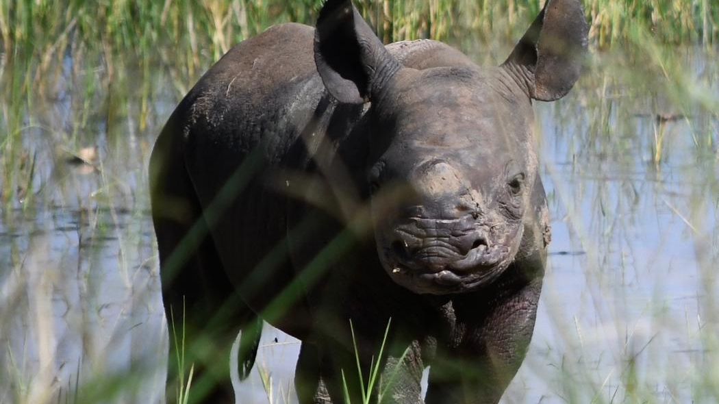 „Ta nejlepší odměna.“ Příběh malého nosorožce ve Rwandě začal v Česku